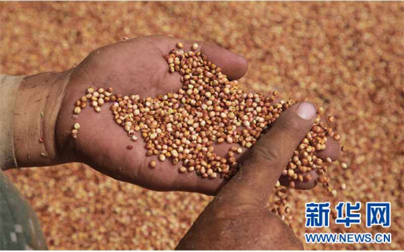 茅台的“种子计划”